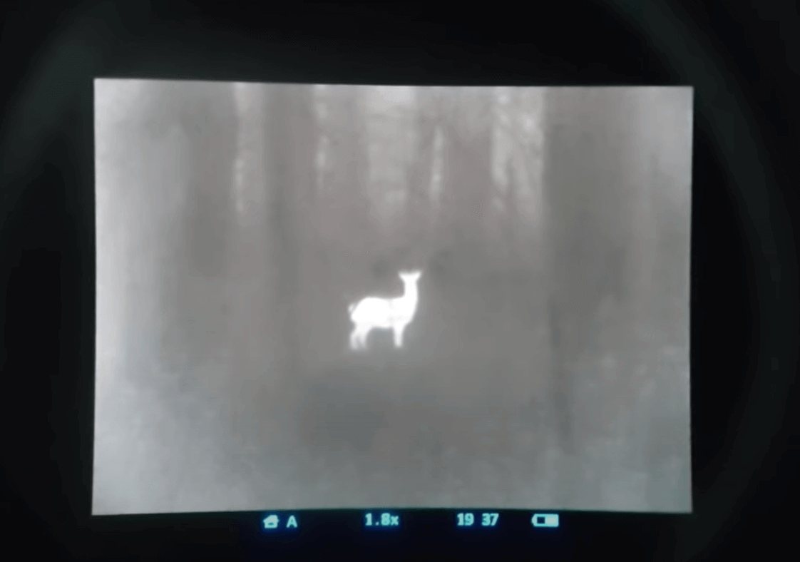 animal in a thermal imager